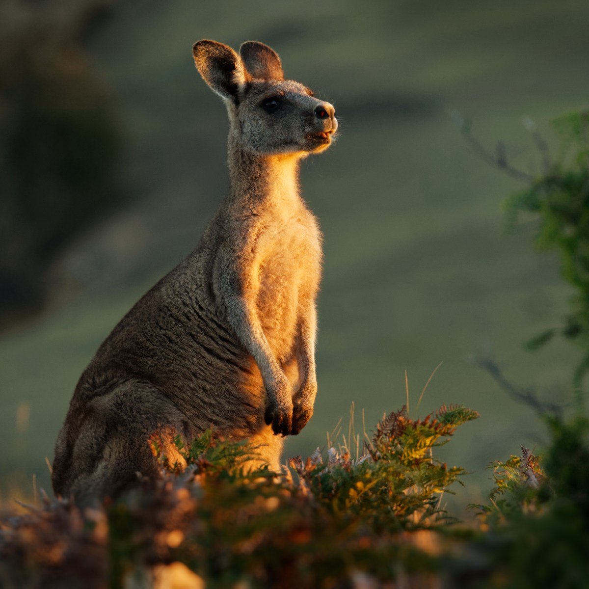 Macropus giganteus – Eastern Grey Kangaroo in Tasmania in Australia, Maria Island, Tasmania, standing on the meadow in the evening
